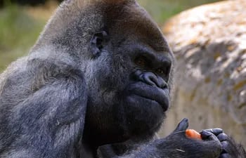 Ozzie, el gorila macho más viejo del mundo falleció en el zoo de Atlanta.