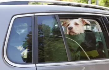 perros-y-gatos-deben-viajar-en-automovil-teniendo-en-cuenta-determinadas-medidas-de-seguridad-por-nuestro-bien-y-el-suyo--101842000000-1754982.jpeg
