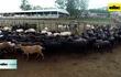 Senacsa invita a productores a registrar sus ovejas y cabras