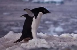 pinguino-140121000000-1079359.jpg