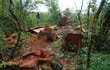 Ejemplares de árboles nativos de la reserva biológica Kangüery son convertidos en postes para su venta ilegal.