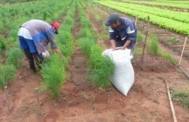 Productores fertilizan un cultivo de espárragos para que la planta tenga un buen desarrollo.