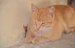 Un gato de color anaranjado con los ojos cerrados, en el suelo. Junto a él, un alacrán amarillo sube por la pared.