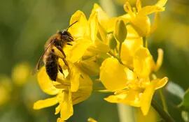 Las abejas acceden al polen y el néctar de flores abiertas. (archivo)