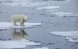 Los osos polares en Groenlandia se vieron obligados a adaptar drásticamente su régimen alimentario y su hábitat debido al cambio climático, mostrando una gran flexibilidad, según un equipo de investigadores de la Universidad de Copenhague.