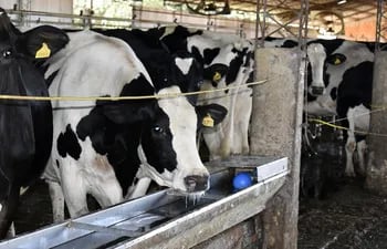 Los cuatro puntos importantes en producción animal son la genética, manejo, nutrición y sanidad, pero cada uno tiene puntos a tener en cuenta, como la calidad de agua para las vacas lecheras.