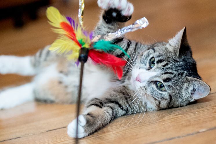Los juguetes para gatos no deberían tener ninguna pieza pequeña que pudiera ser arrancada y tragada por el gato.