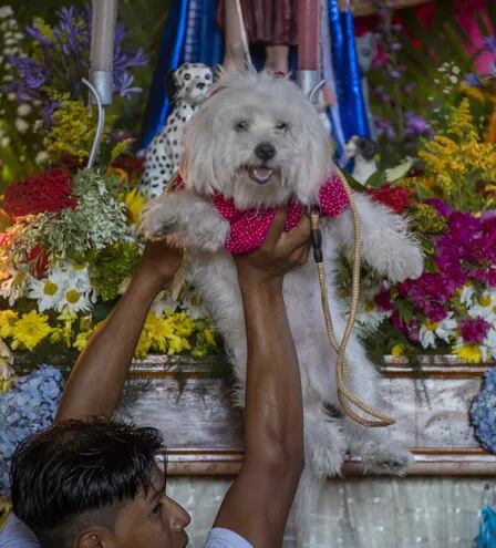 Articulación Emulación desconectado Cientos de perros se disfrazan para las fiestas de San Lázaro en Nicaragua  - Mascotas - ABC Color