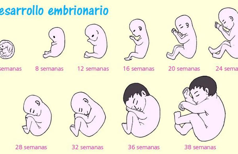 Fecundación, embarazo y parto - Escolar - ABC Color