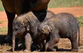 Los bebés de elefantes, gemelos, caminan junto a su madre. Este nacimiento es inusual.