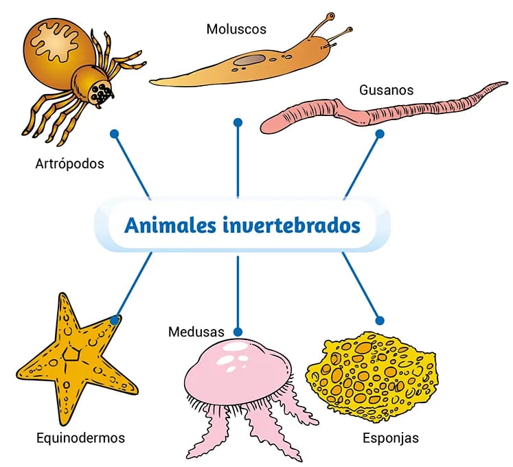 Invertebrados sin columna vertebral