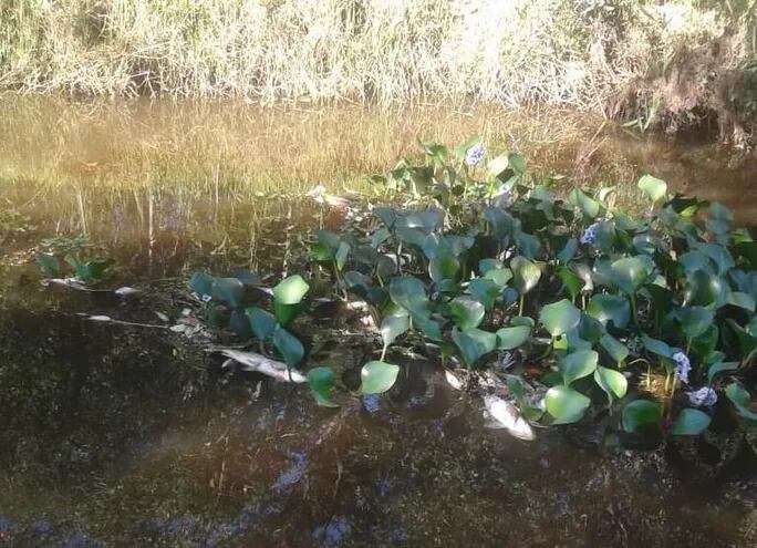 Masiva mortandad de peces se registró en el arroyo Paso Irala de Quiindy