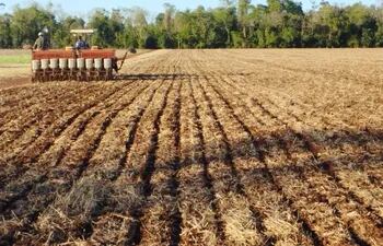 El cultivo de la soja empezó hace algunas semanas en Alto Paraná.