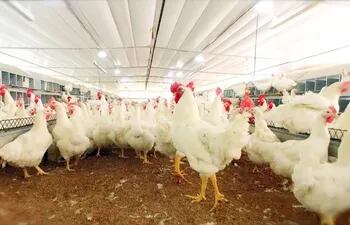 Paraguay sigue creciendo en la producción de pollos y está libre de influenza aviar.