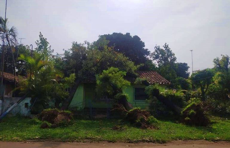Tres árboles cayeron sobre una vivienda en la localidad de Tebicuary, Guairá.