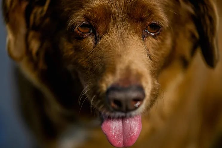 Bobi, con 30 años, es el perro más longevo del mundo. Vive en Portugal.  (AFP)