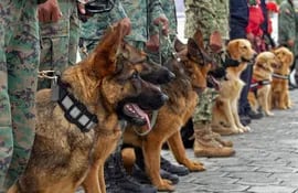 Unos quince perros participan del entrenamiento de detección de covid en personas, en Ecuador con asistencia de profesionales de Francia.  (Cristina Vega RHOR/AFP)