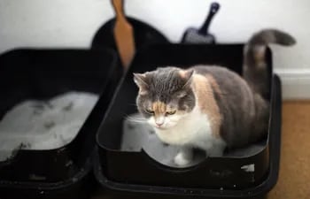 Los gatos comparten algunas costumbres con los humanos: no les gusta comer cerca de su "cuarto de baño".
