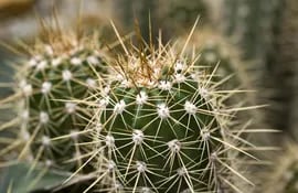 muchos-cactus-se-mueren-porque-se-los-riega-muy-poco--124914000000-1636072.jpg