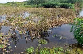 Las aguas se encargaron de destruir varias hectáreas de cultivos de mandioca, batata y zapallo de la chacra de los agricultores de Fuerte Olimpo.