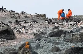Investigadores toman muestras en una pingüinera, el 17 de diciembre de 2021, en la Isla Rey Jorge, situada en el territorio chileno antártico.
