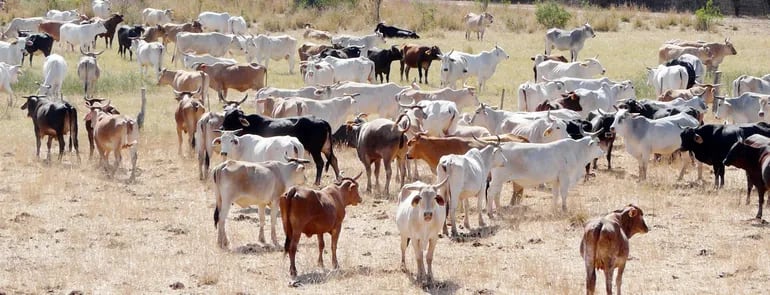 En el país existen cerca de 14 millones de ejemplares de ganado bovino, con cerca de 138.000 marcas diferentes. Solo 40.000 marcas del ganado se registraron en formato digital.