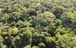 Imágenes captadas en bosques protegidos gracias a proyectos de créditos de carbono, encabezados por Guyra Paraguay.