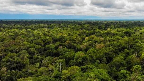 Perú amplía su presupuesto para conservar bosques.