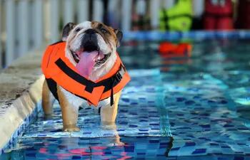 A pesar de la creencia popular, no todos los perros saben nadar instintivamente.