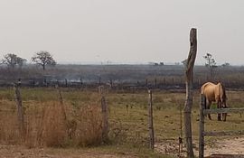La sequía golpea con fuerza al departamento de Ñeembucú. Se registran incendios y migraciones de animales silvestres.