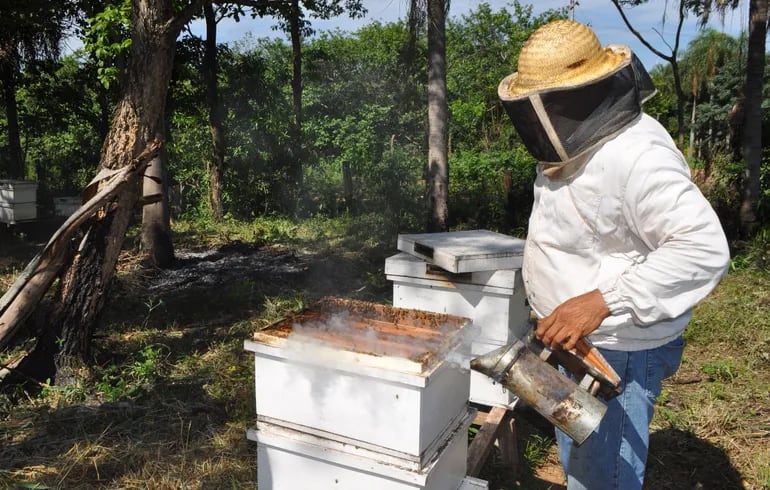 Los intensos calores y lluvias repentinas son factores que pueden afectar a las abejas en su producción, por tanto hay que cuidar los detalles.