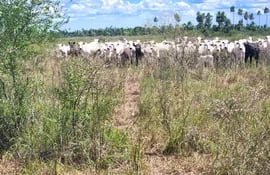 De los 300 animales denunciados como robados en Bolivia, lograron recuperar 130 vacas y 8 terneros, en una reserva natural en Bahía Negra.