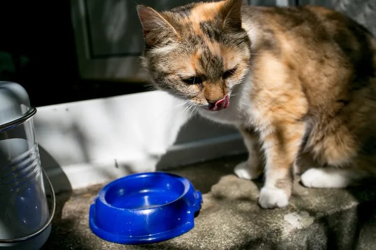 Es importante que los gatos beban suficiente agua fresca. Si no lo hacen, se les puede mezclar agua en el alimento o saborizar el agua con algunas gotas de caldo de pollo o jugo de atún.