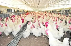 La industria avícola del Paraguay está aumentando en este 2022 el volumen de las exportaciones