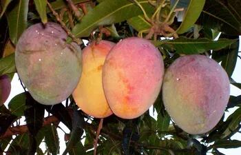el-mango-es-una-de-las-frutas-caracteristicas-de-nuestro-verano-y-se-aprovecha-para-elaborar-deliciosos-postres--01241000000-1659886.jpg