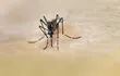 dengue-zika-aedes-141612000000-1424084.JPG
