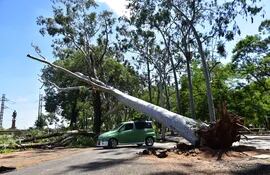 El árbol de eucalipto cayó y quedó peligrosamente inclinado al toparse con un tronco de árbol seco.