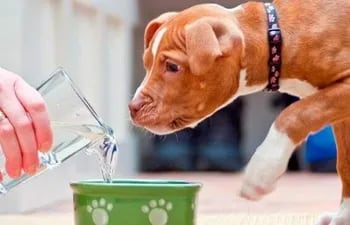 En esta temporada de mucho calor, es importante hidratar a las mascotas, hay que darles acceso a agua limpia, y asegurarse de que reciba una buena y variada alimentación.