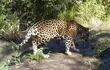 un-jaguar-captado-por-trampas-camara-junto-a-un-charco-de-agua--192904000000-531967.jpg