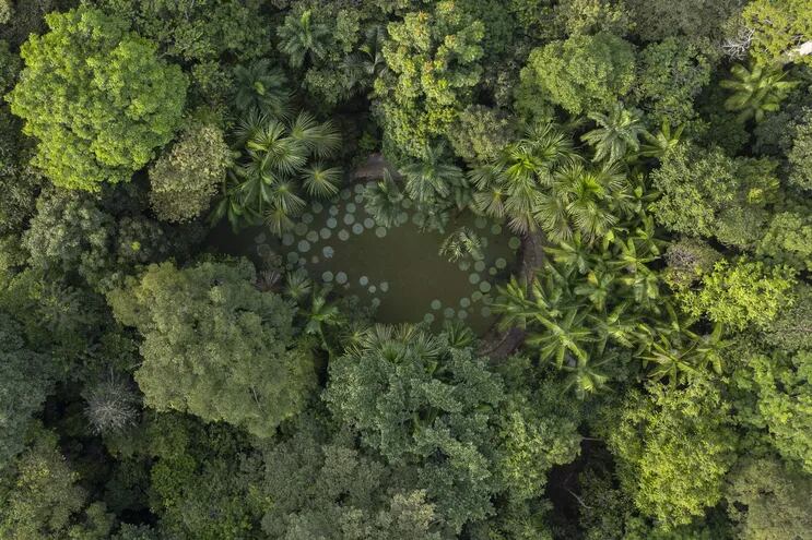 Fotografía aérea tomada con un dron del lago con especies vegetales Vitoria Regia, en el museo de la Amazonia, en la ciudad de Manaos (Brasil).