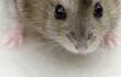 que-come-un-hamster-201343000000-639651.jpg