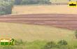 Abc Rural: Comportamiento de variedades de soja Great Seeds ante sequía