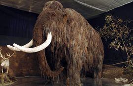 revivir-al-mamut-podria-llevar-20-o-30-anos-dijo-a-la-afp-hendrik-poinar-experto-en-genetica--200533000000-543855.jpg