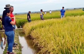 dia-de-campo-organizado-por-el-ipta-durante-el-cual-dieron-a-conocer-los-ultimos-avances-en-materia-de-cultivo-de-arroz--192614000000-1444100.jpg