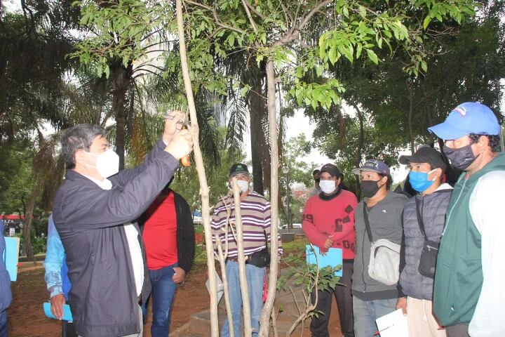 Se busca compartir técnicas y procedimientos para podas correctas de los arboles del Patrimonio Forestal Urbano de Asunción.