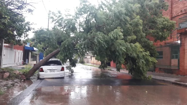Un árbol cayó sobre un auto estacionado sobre Blas Garay casi Manuel Gondra, barrio San Vicente.