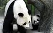 juxiao-i-una-panda-gigante-de-12-anos-juega-con-uno-de-sus-trillizos-en-su-primer-reencuentro-efe-213851000000-1269075.jpg