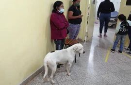 Kenia, la fiel perra que estuvo pendiente de la salud de la septuagenaria que la alimenta todos los días, mientras estaba internada hospital regional de Concepción.