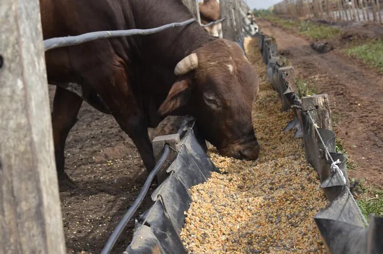 El uso de concentrado con maíz a grano entero es una alternativa para los productores confinadores. Está demostrado que los bovinos aprovechan bien este sistema, y que deja un mayor porcentaje de carcaza en frigorífico.