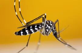 Mosquito tigre asitático (Aedes albopictus)